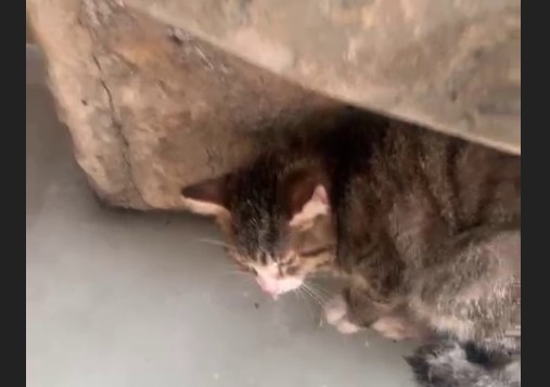 В Якутске кошка примерзла ко льду под домом: Зооволонтеры выехали на помощь