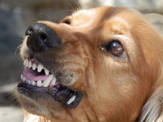 Суд взыскал с администрации Амгинского района моральный ущерб за укус бездомной собаки