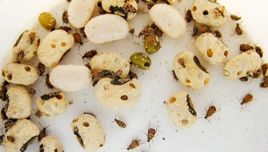 На фруктово-овощных базах Якутска выявлена реализация зараженных насекомыми и их личинками партий фасоли