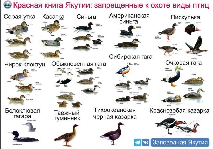 Сегодня ночью в Якутии откроется весенний сезон охоты
