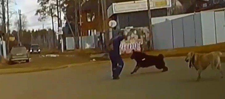 В Якутске очевидцы спасли мужчину, на которого напали бродячие собаки и повалили на землю