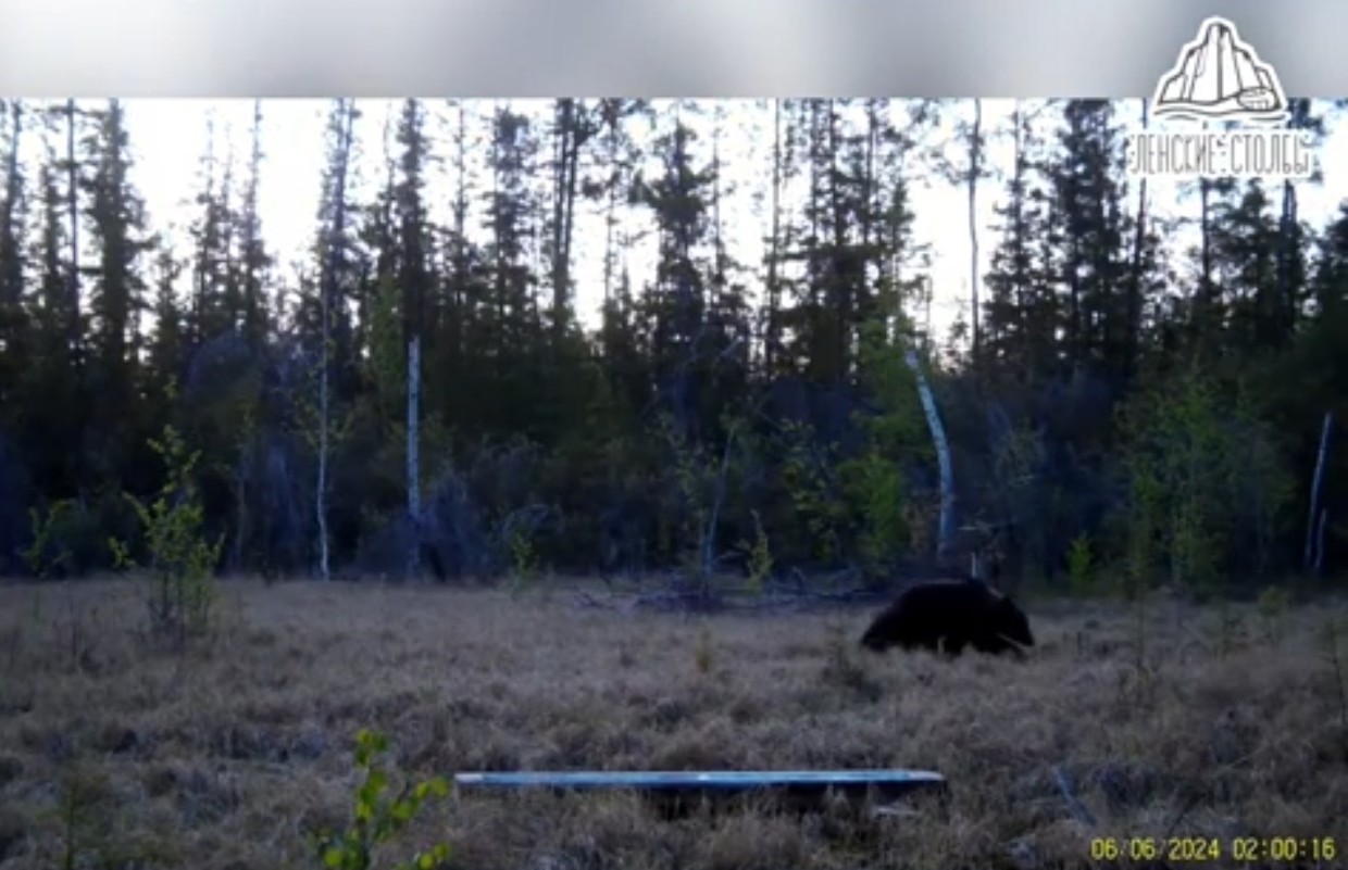 В Якутии группа медведей устроила погоню за самкой лося с лосёнком