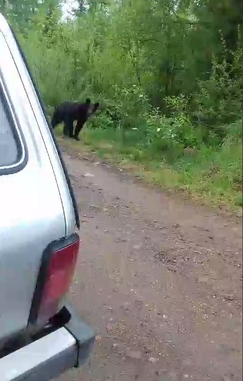 В дачный поселок в Якутии забрел молодой медведь