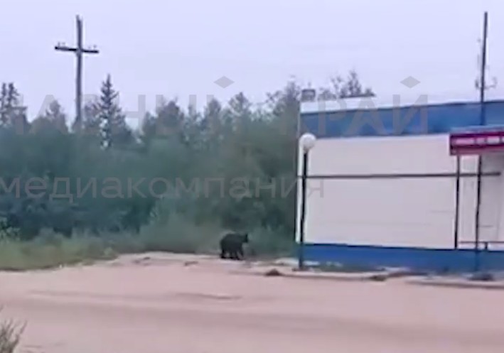 Одного из медведей, замеченных в центре Ленска, ликвидировали