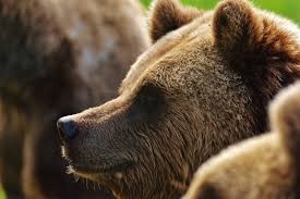 Житель Якутии предложил выплачивать за отстрел медведей денежное вознаграждение