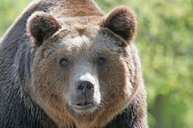 В Якутии медведь ранил корову: Опубликованы страшные кадры