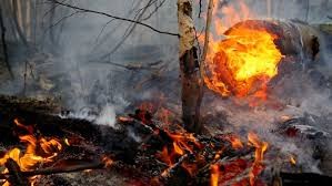 В Якутии выявлено 14 виновников лесных пожаров