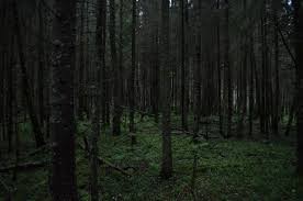 В лесу около Якутска снова обнаружили сгнившие трупы животных на деревьях