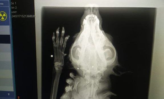 Сила духа и надежды на лучшее: История собаки, пережившей 20 выстрелов