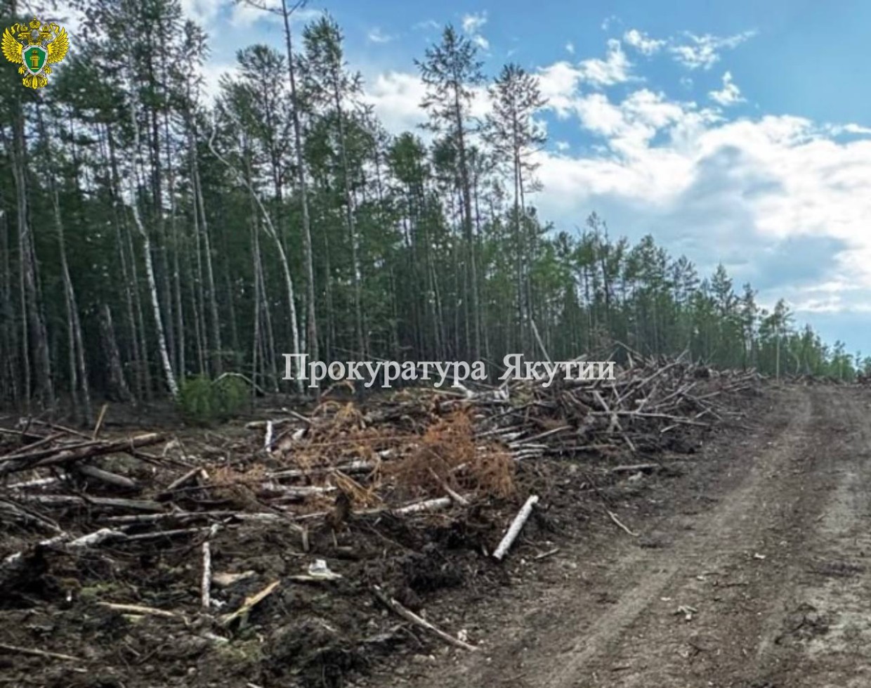 В суд направлено дело о крупной нелегальной рубке леса в Хангаласском районе