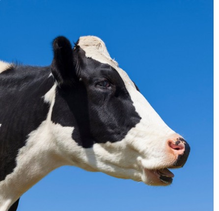 Соцсети: В Якутии стадо коров провалилось под лед и утонуло